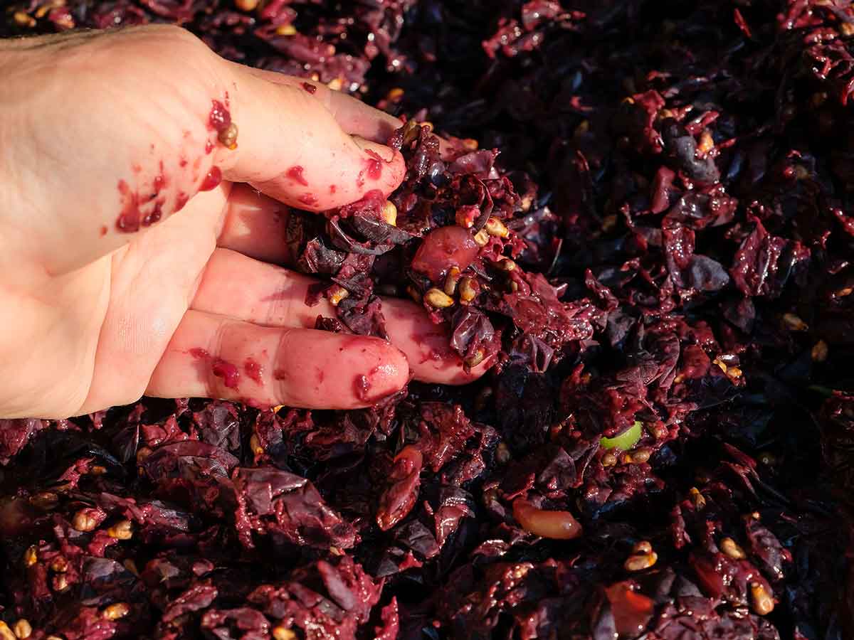 Fermentacja czerwonego wina w kadziach