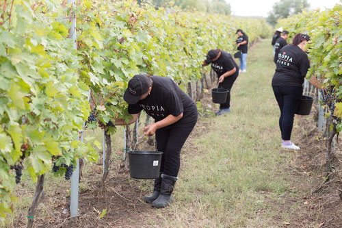 Dropia Wines - zestawy miesiąca sierpień 2026