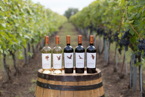 Dropia Wines - zestawy miesiąca sierpień 2026