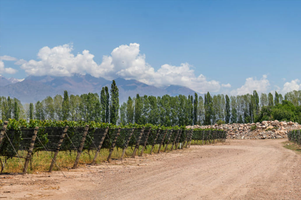 Bodegas Familia Zuccardi - zestawy miesiąca maj 2026 - Klub Domu Wina