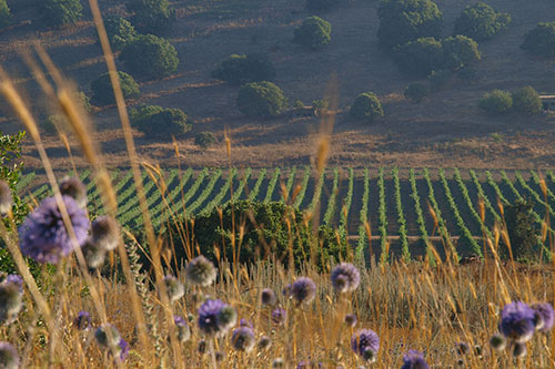Golan Heights Winery - Zestawy miesiąca marzec 2026 Klub Domu Wina