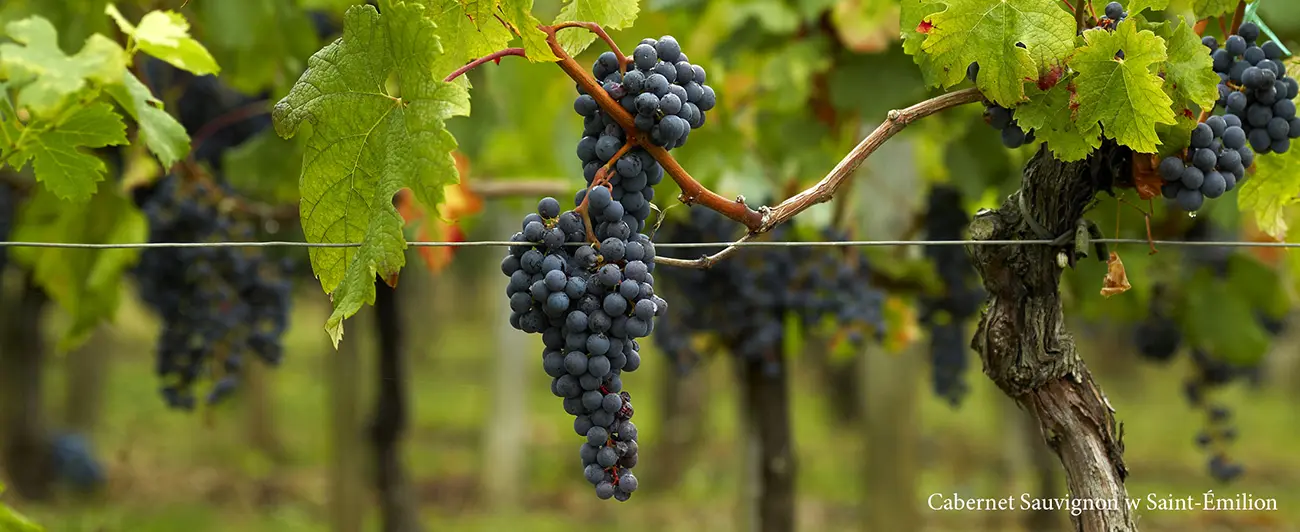 Cabernet Sauvignon w Saint-Émilion