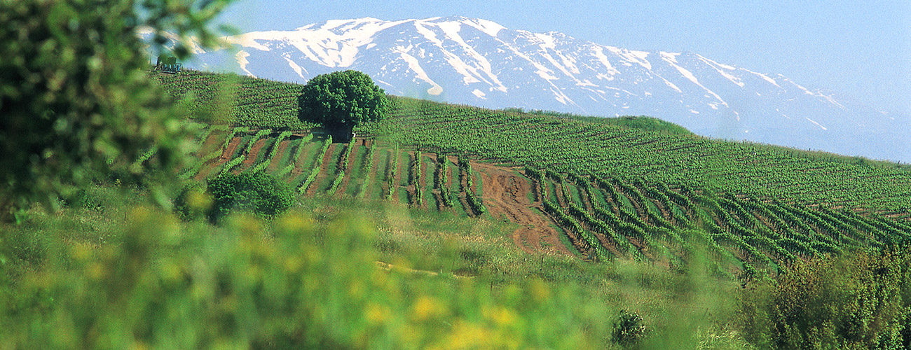 Golan Heights Winery - Wyjątkowe siedlisko