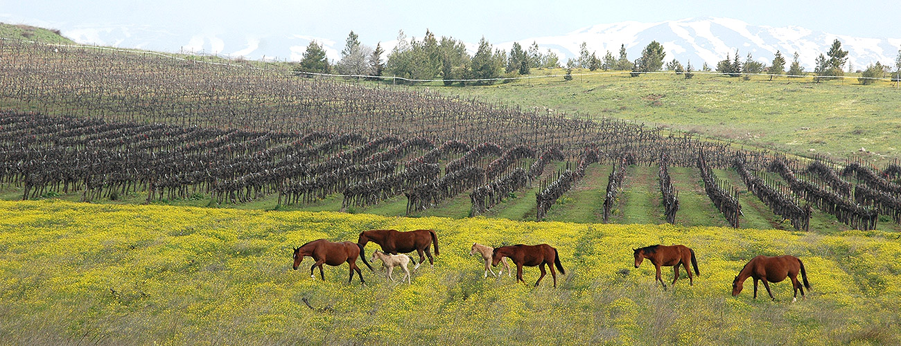 Golan Heights Winery - W trosce o środowisko