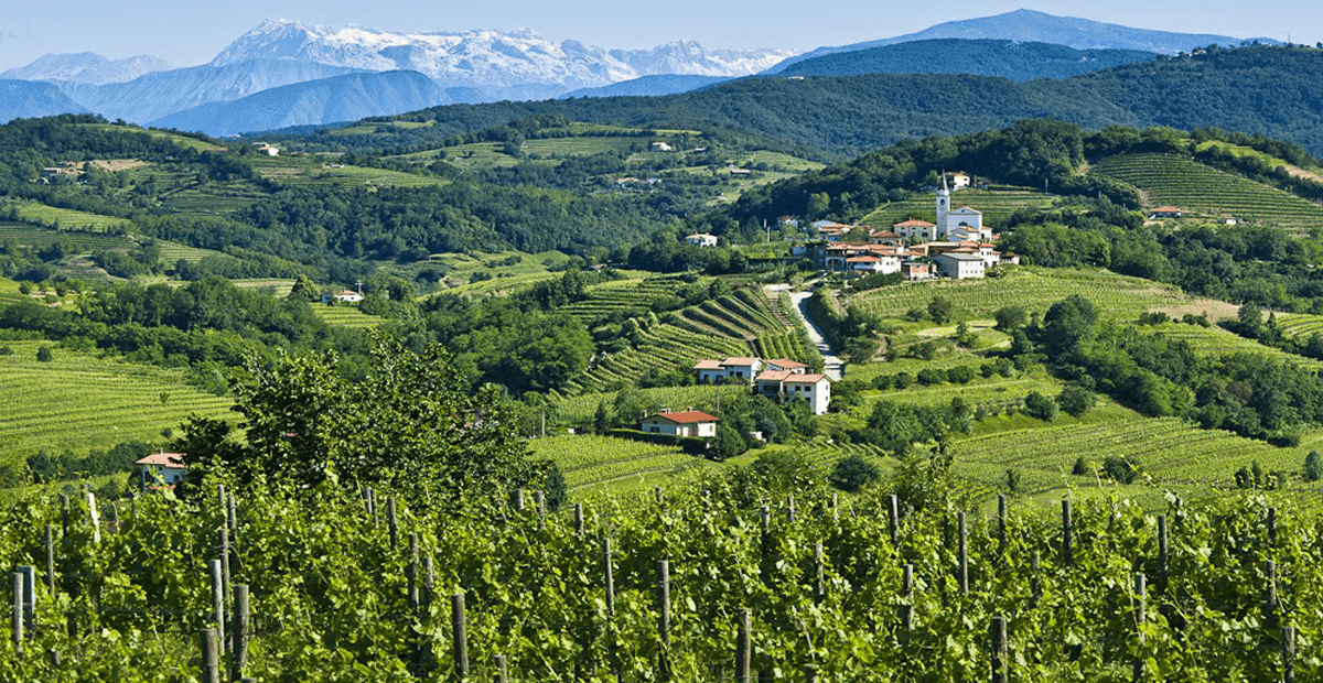 Wina Wegańskie - fot. Klet Brda - Słowenia Wina Wegańskie - fot. Klet Brda - Słowenia