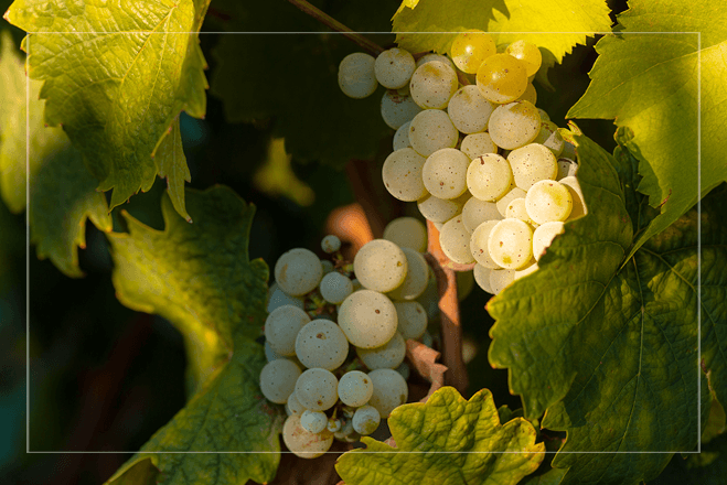 Riesling – najwspanialsza biała odmiana na świecie